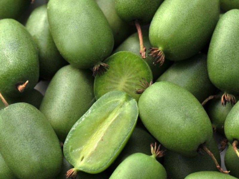 Актинидия купить саженцы из питомнике в Ростове-на-Дону