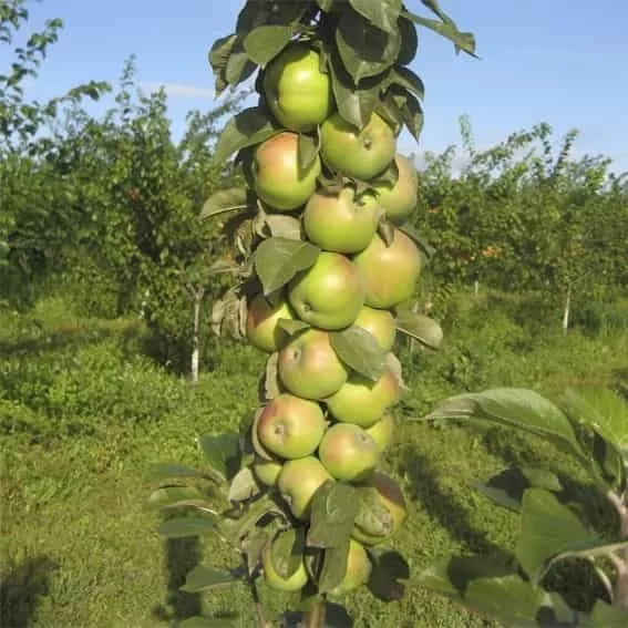 Яблоня колоновидная "ПРЕЗИДЕНТ"