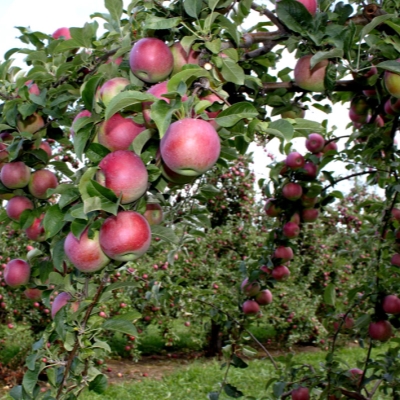 Яблоко "ВИЛЬЯМС ПРАЙД"