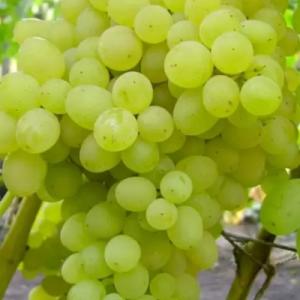 Виноград "НИАГАРА"